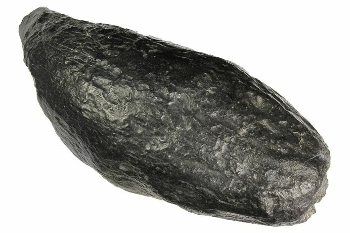 Fossil Sperm Whale (Scaldicetus) Tooth - South Carolina #176170
